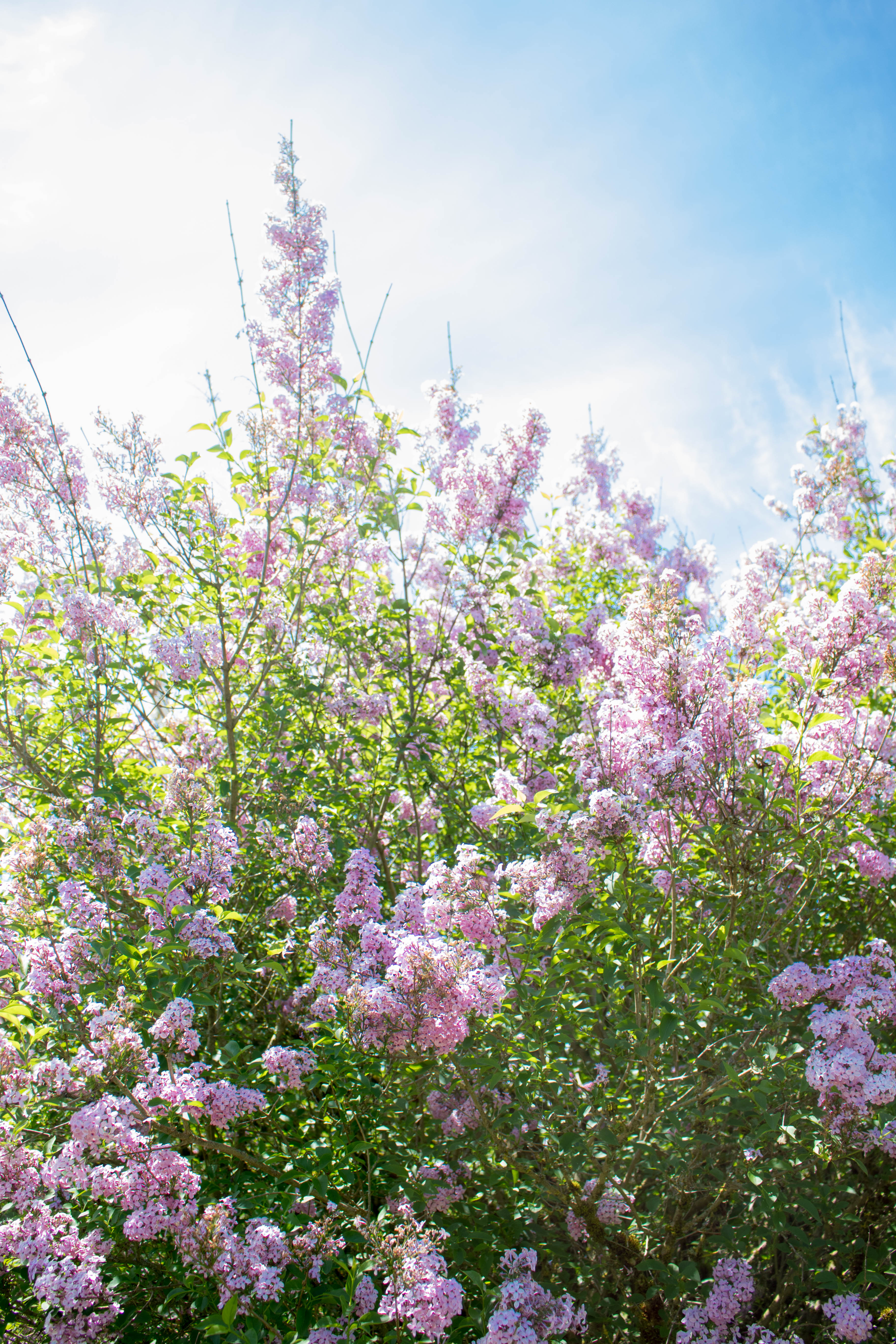 Hulda Klager Lilac Gardens Woodland, WA-HuldaKlagerLilacGardens-Hulda-Klager-Lilac-Gardens-Woodland-WA