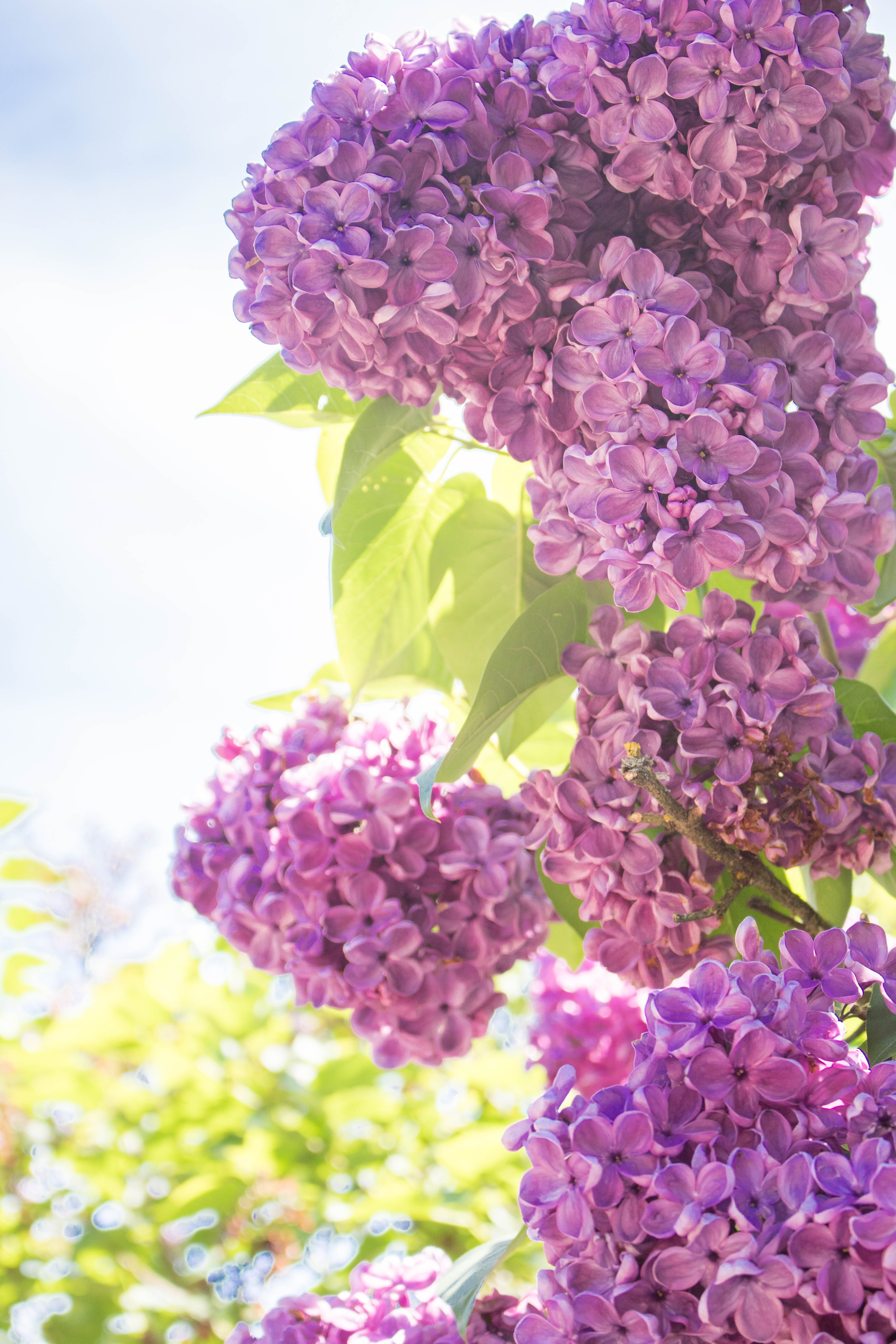 Hulda Klager Lilac Gardens Woodland, WA-HuldaKlagerLilacGardens-Hulda-Klager-Lilac-Gardens-Woodland-WA