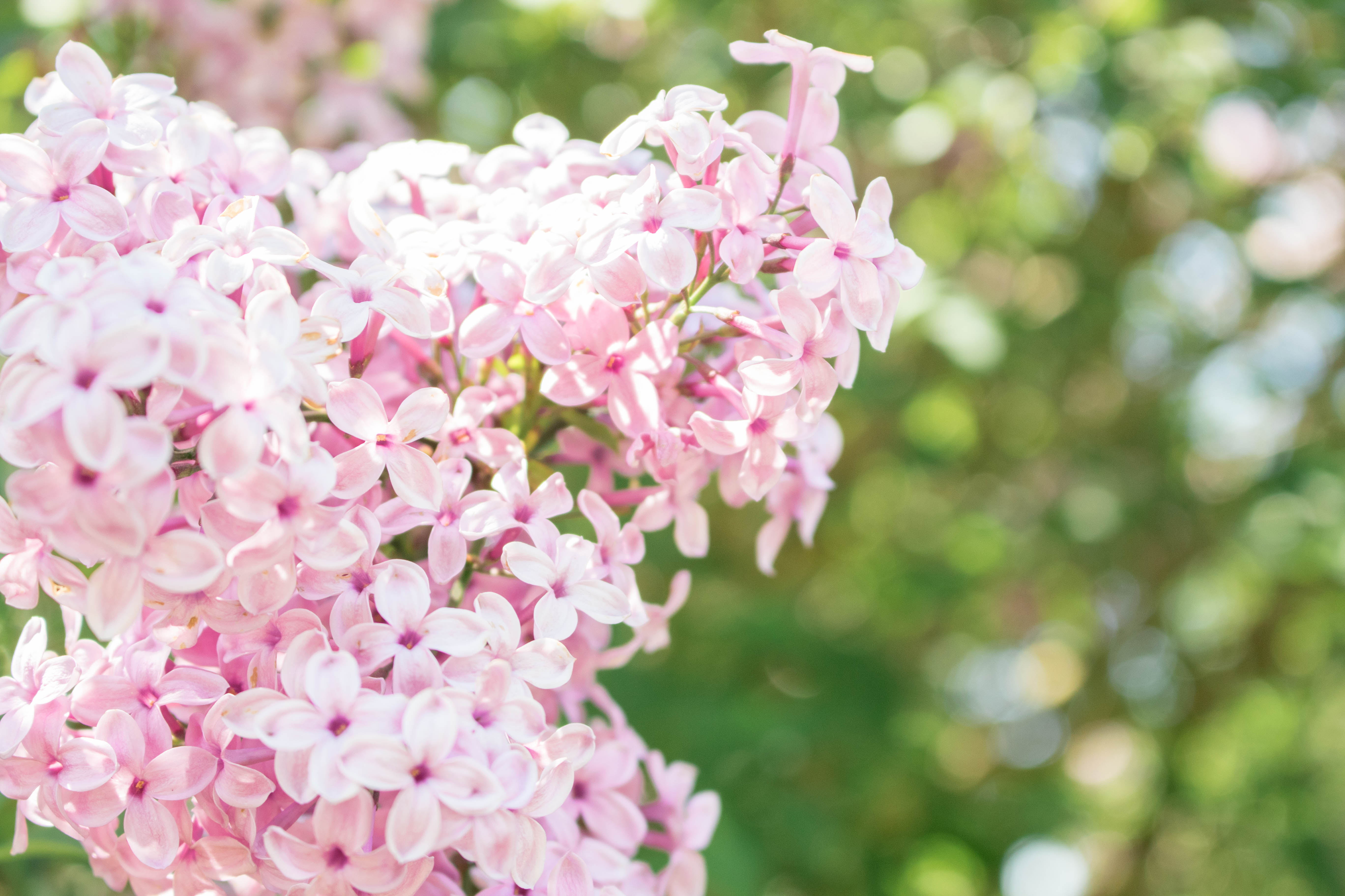 Hulda Klager Lilac Gardens Woodland, WA-HuldaKlagerLilacGardens-Hulda-Klager-Lilac-Gardens-Woodland-WA