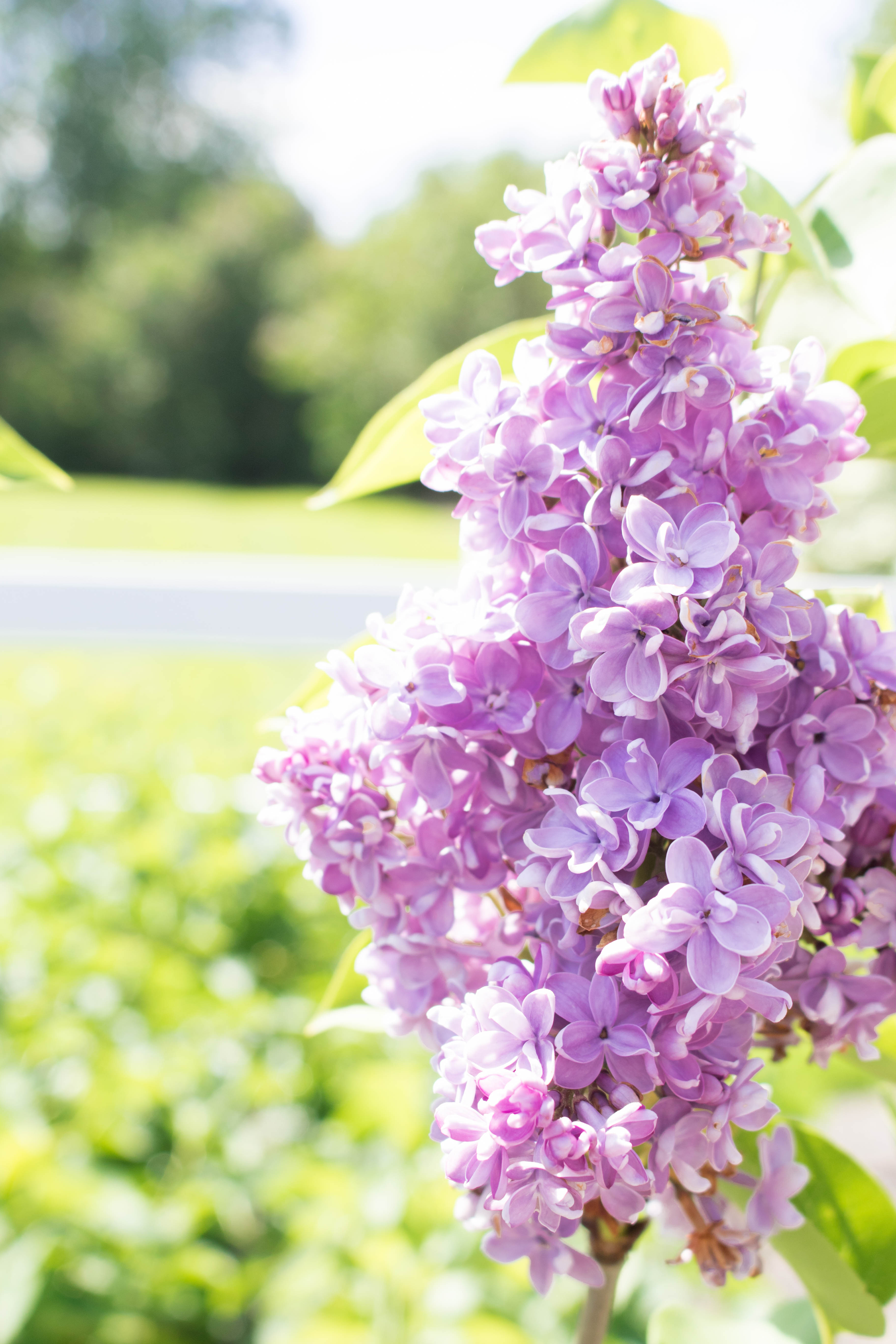 Hulda Klager-Lilac Gardens-Woodland, WA