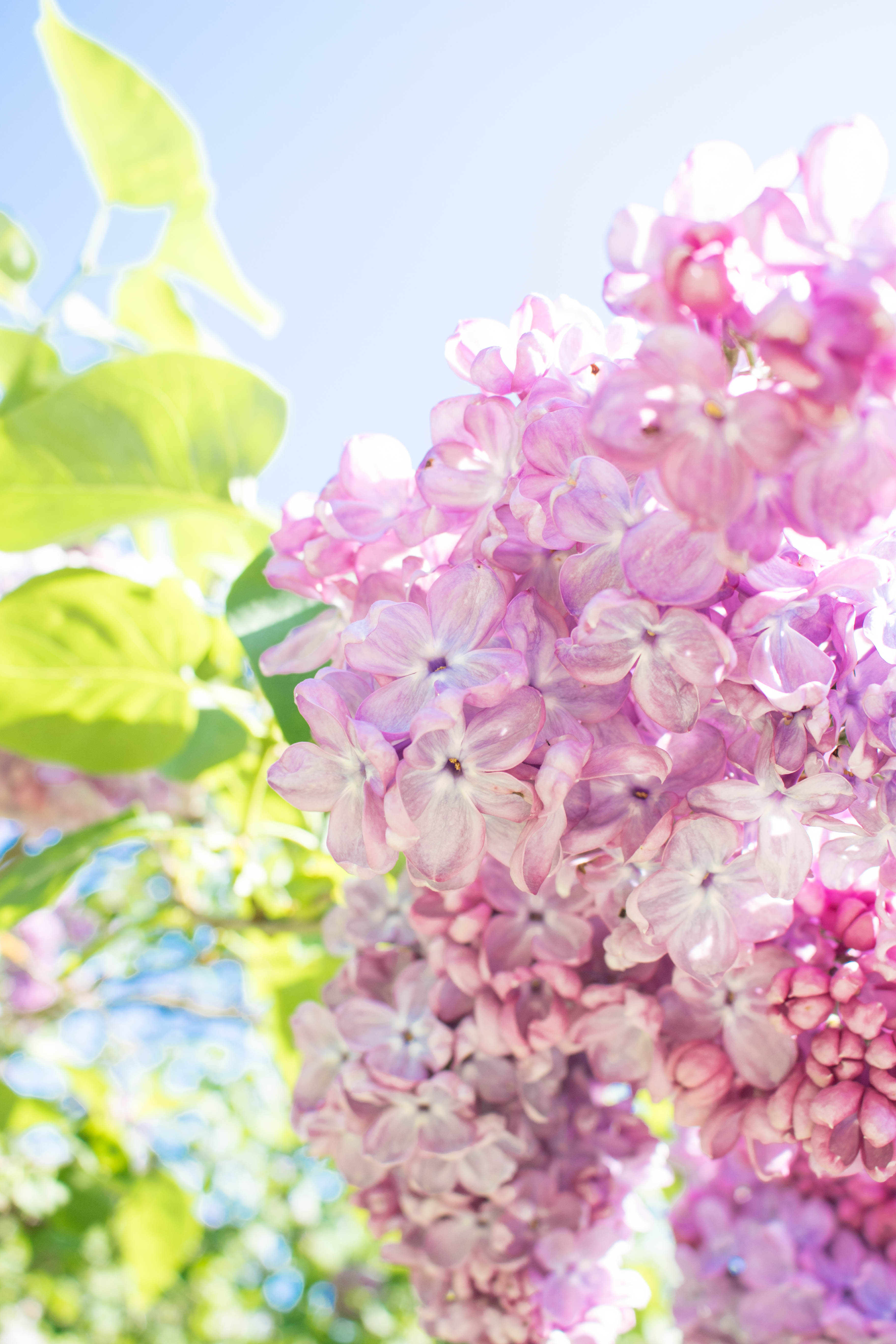 Hulda Klager Lilac Gardens Woodland, WA-HuldaKlagerLilacGardens-Hulda-Klager-Lilac-Gardens-Woodland-WA