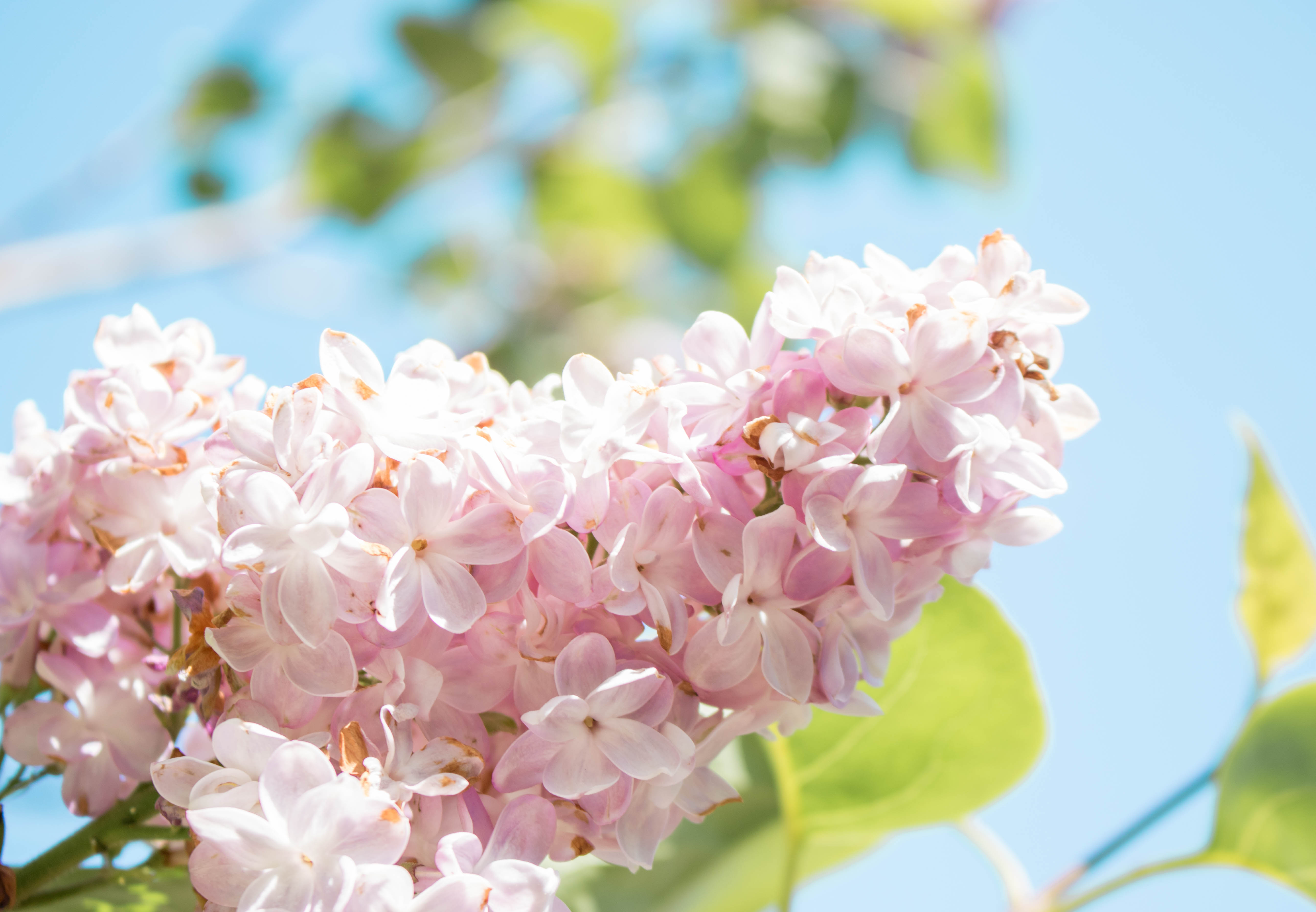 Hulda Klager Lilac Gardens Woodland, WA-HuldaKlagerLilacGardens-Hulda-Klager-Lilac-Gardens-Woodland-WA