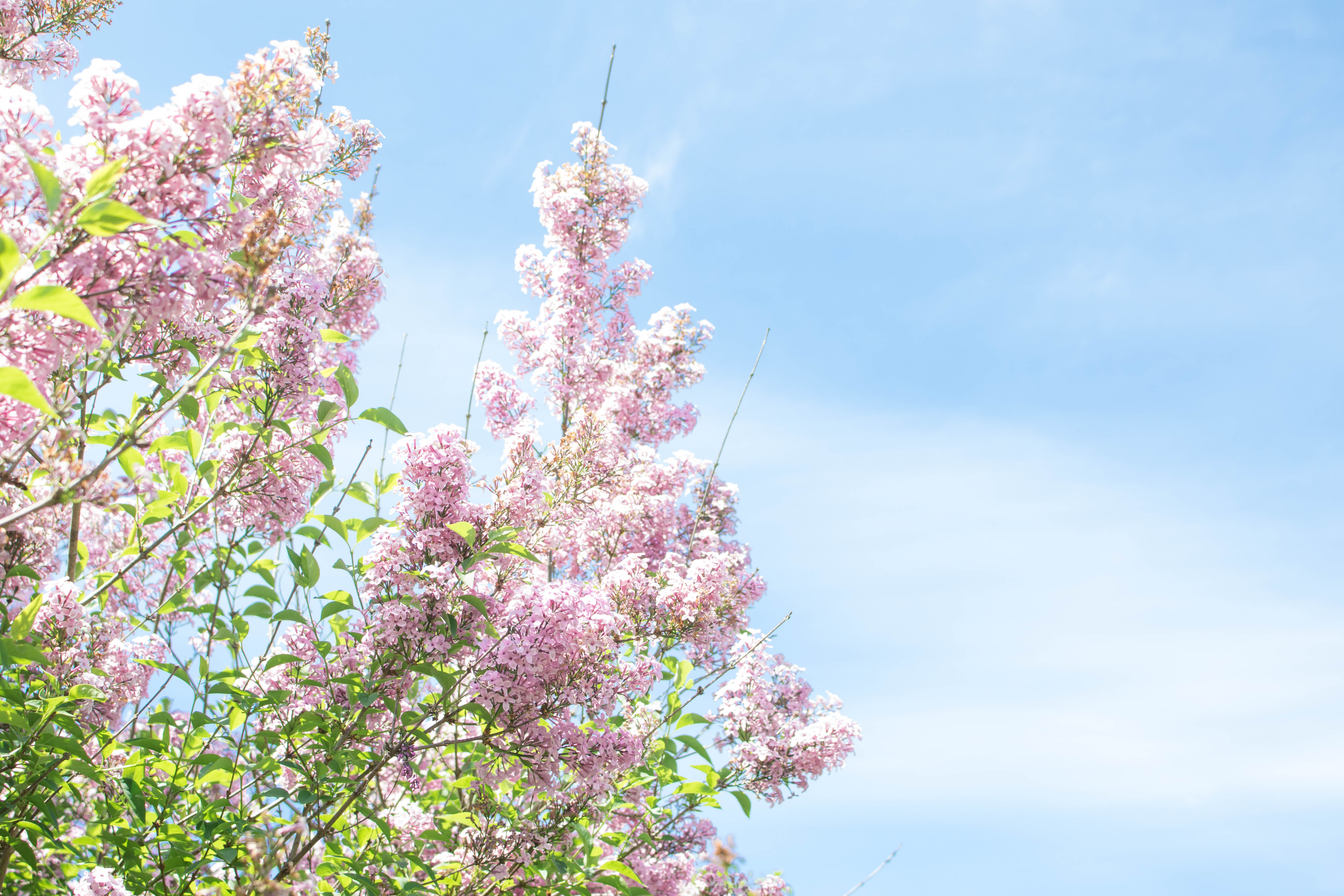 Hulda Klager Lilac Gardens Woodland, WA-HuldaKlagerLilacGardens-Hulda-Klager-Lilac-Gardens-Woodland-WA