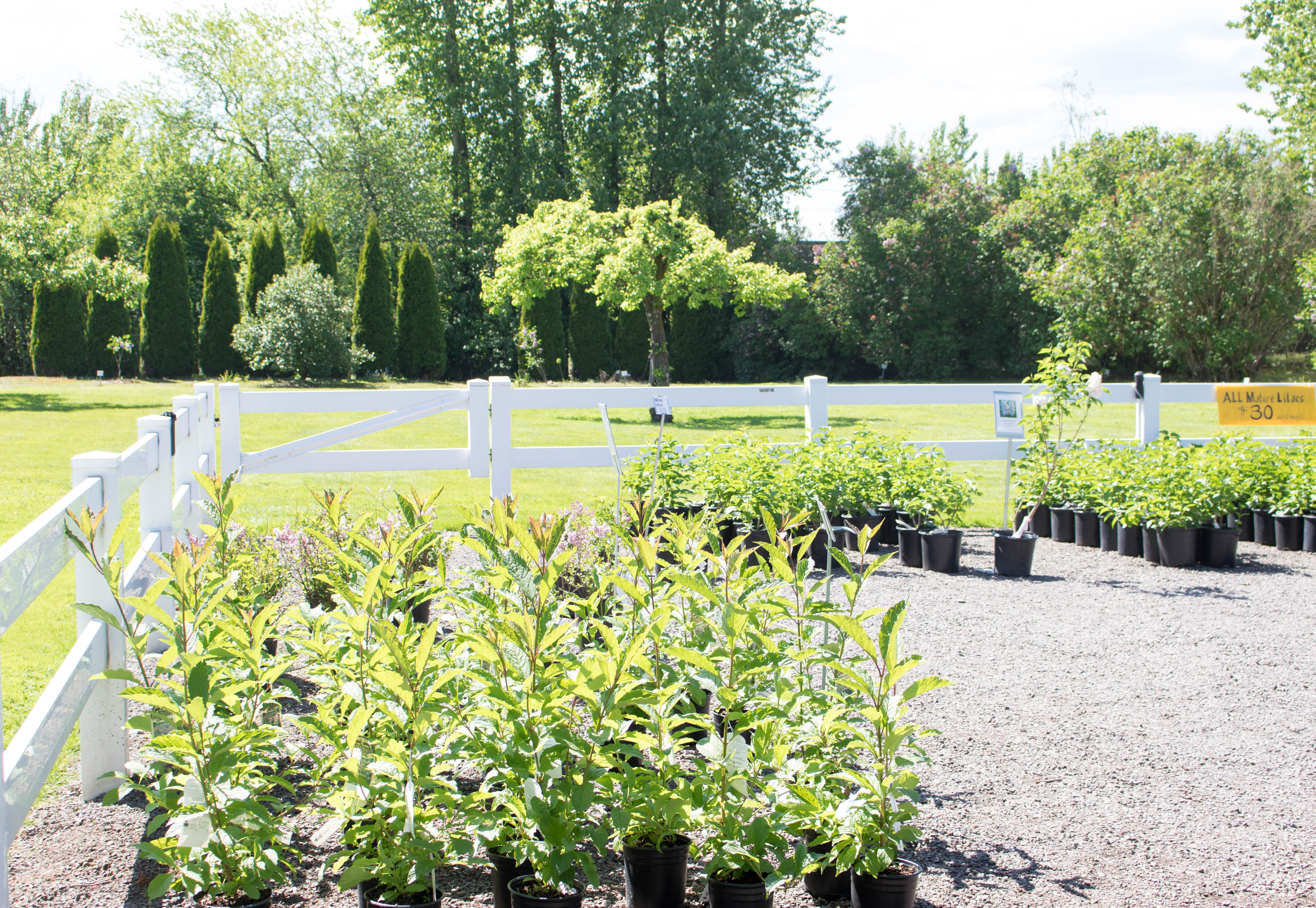 Hulda Klager Lilac Gardens Woodland, WA-HuldaKlagerLilacGardens-Hulda-Klager-Lilac-Gardens-Woodland-WA